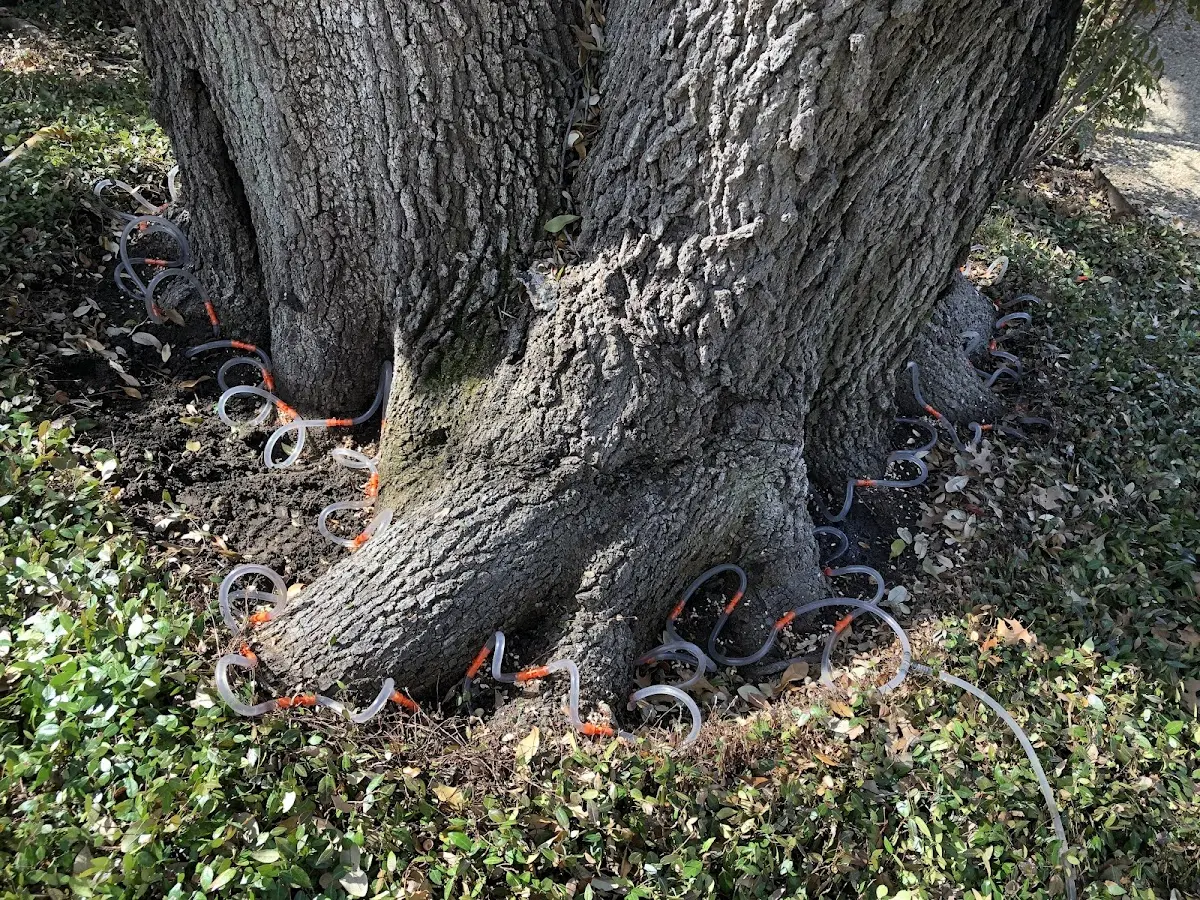 Detailed Tree Cabling and Bracing job site in Idleyld Park