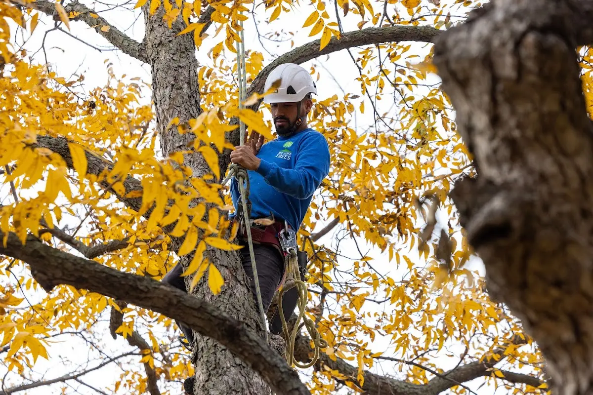 Skilled Tree Pruning crew working in Idleyld Park