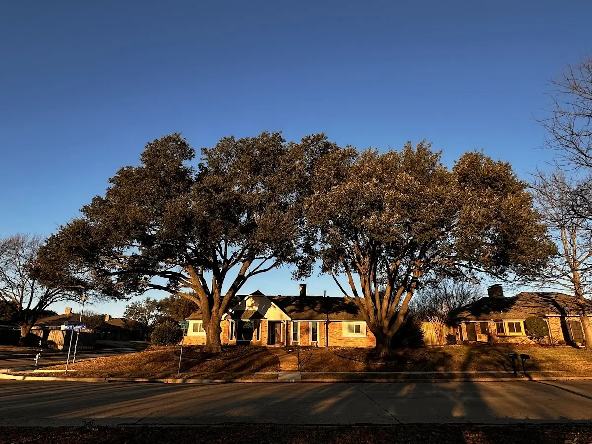 Established residential canopy tree shading a home in Idleyld Park